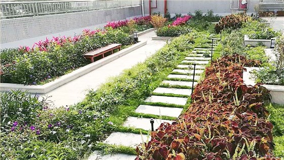 百花小学屋顶绿化