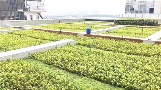 深圳湾一号模块式屋顶绿化