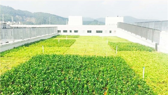 广州万科云商业办公楼屋顶绿化