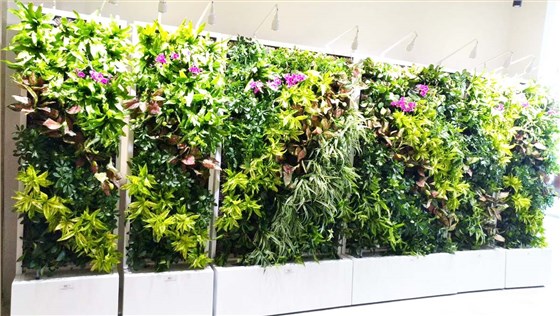 移动植物墙 移动植物墙