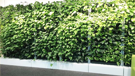 植物屏风 植物屏风