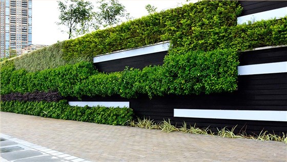 香蜜湖天桥立体绿化