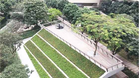 深圳湾科技园立体绿化