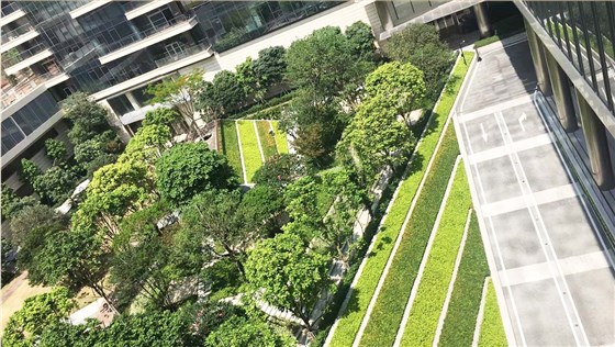 深圳湾科技园立体绿化