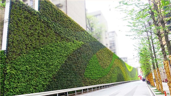 株洲育才道路挡墙垂直绿化