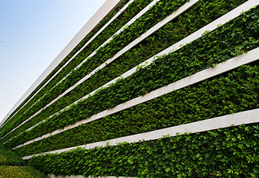立体绿化墙养植常见问题