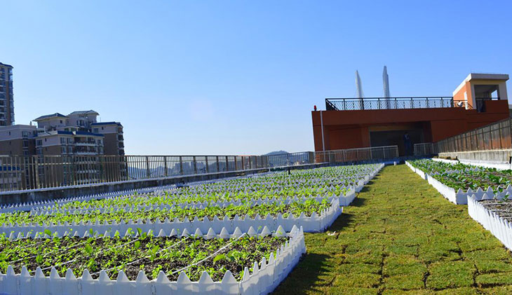 湖北黄冈中学屋顶绿化示范园