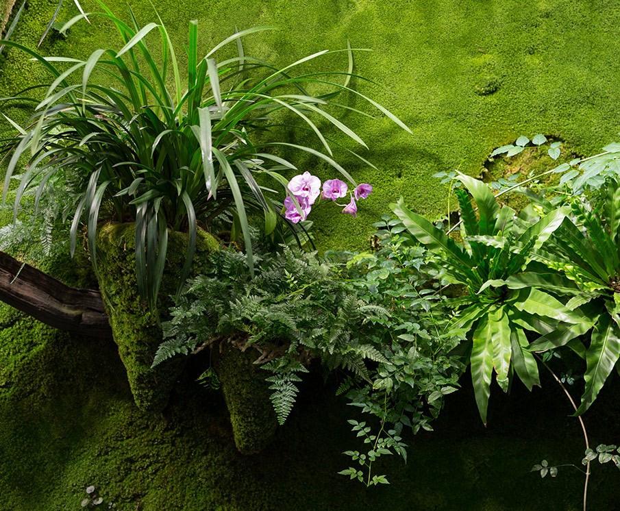 植物墙品种选择应兼顾景观与实用性相结合原则