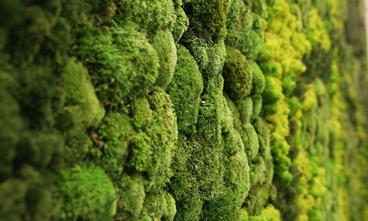 室内生态苔藓装饰植物景墙的自然气息