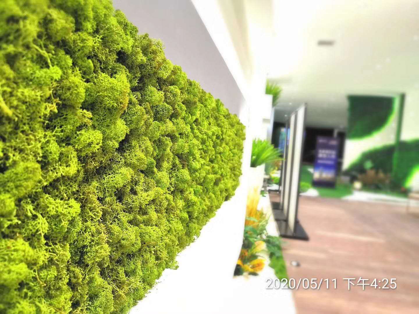 室内空间植物绿墙苔藓生态微景观墙体立面装饰