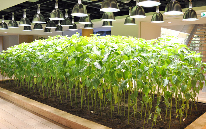 室内办公空间绿植设计立体生态墙创意景观装饰