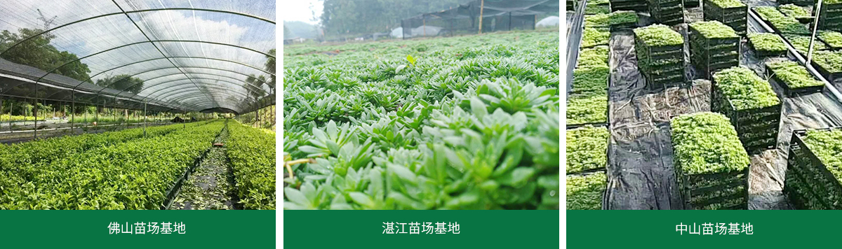 远岫苗场基地