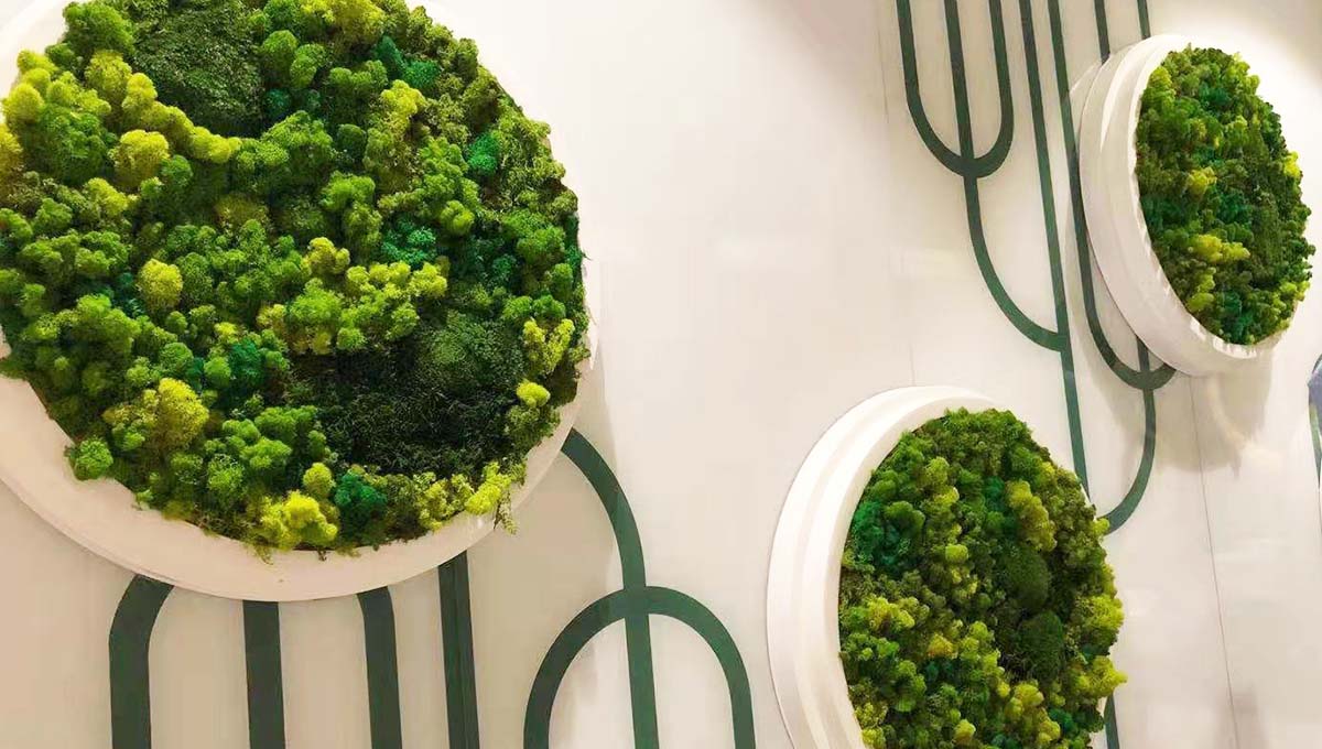 办公室绿植选择制作植物墙还是盆栽植物更划算