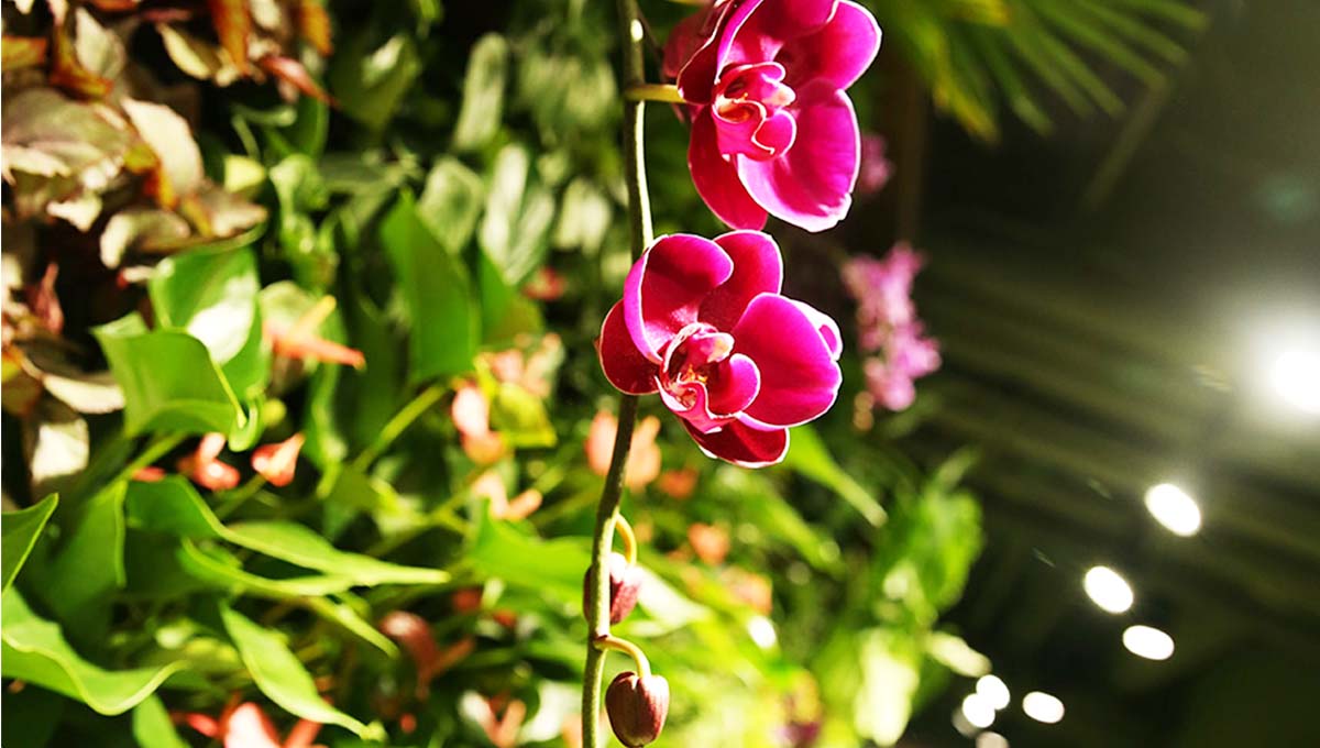 室内空间装饰绿植墙设计常见布置场所