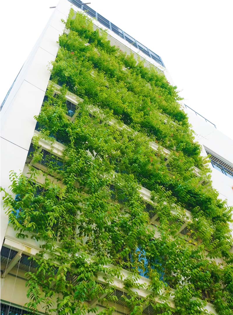 建筑表面与藤本群落结合拓展垂直绿化景观形式