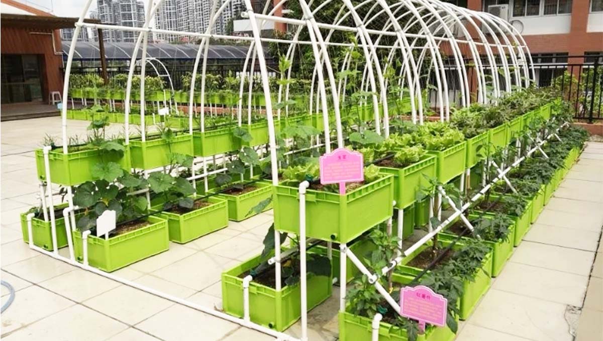 建筑屋顶公共空间增添农作物种植新型景观形式